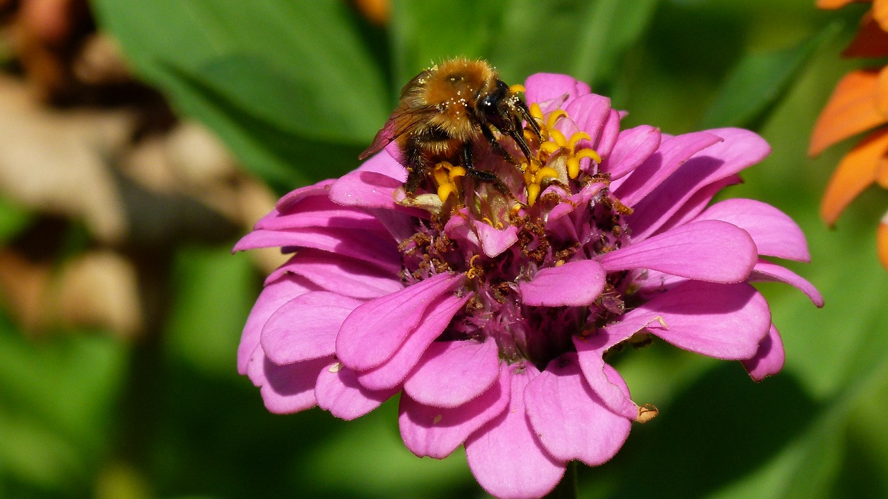 Image - flower insect macro bourdon