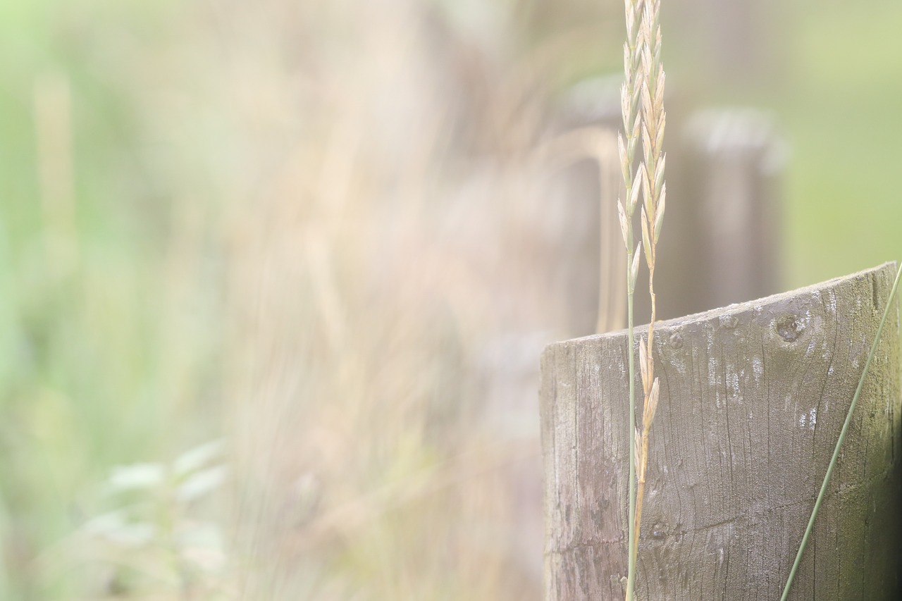 Image - nature landscape grid straw