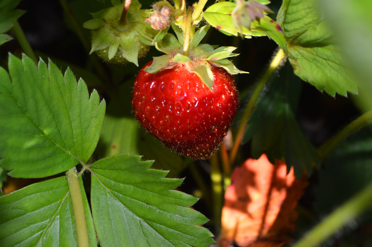 Image - strawberry morning berry nature