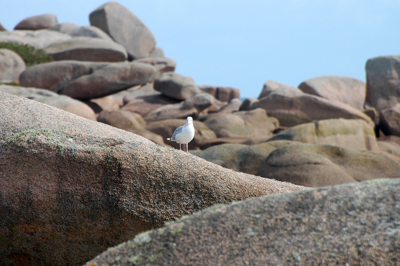 Image - seagull rock coast seevogel birds