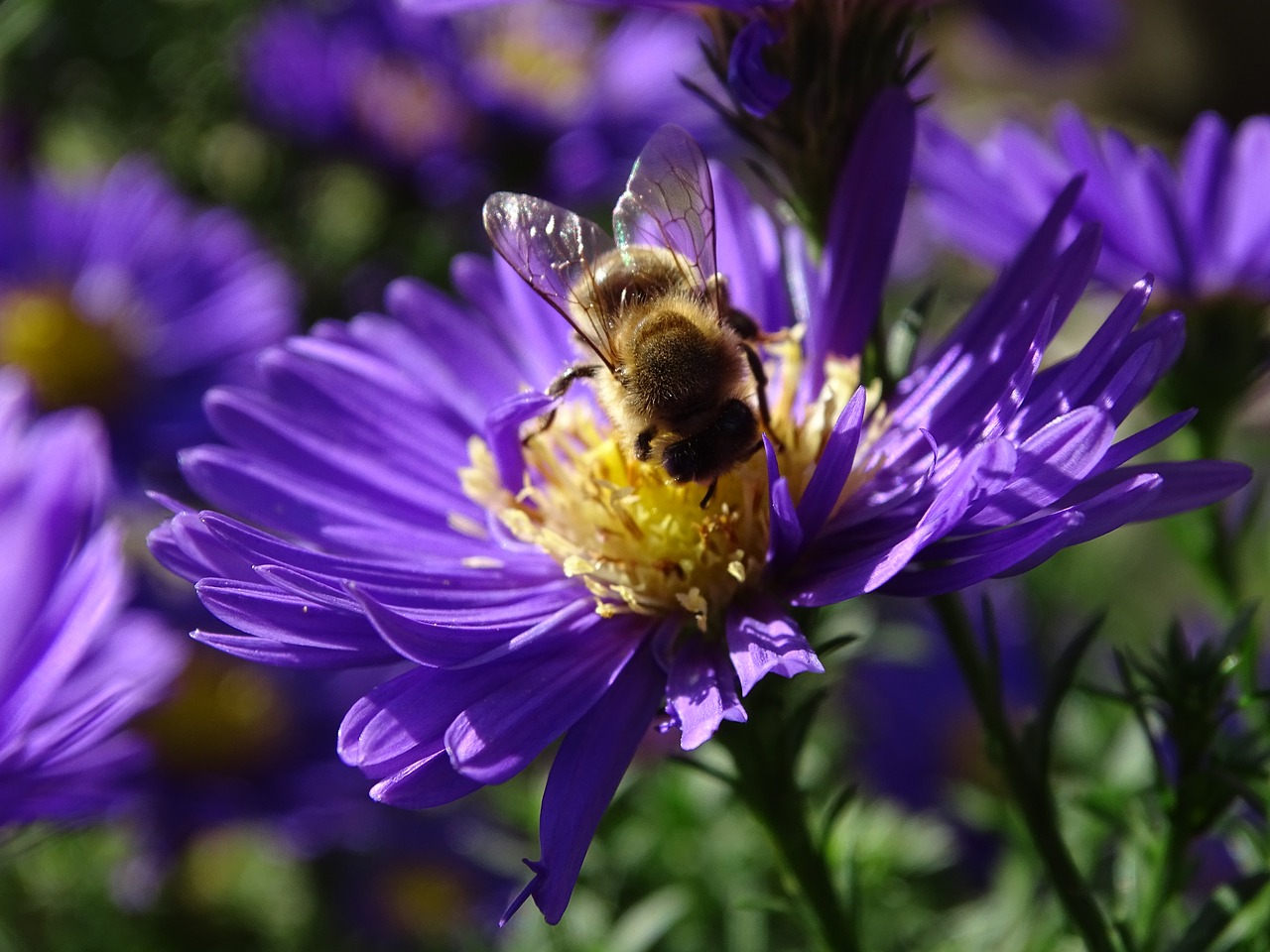 Image - bee aster h herbstaster insect