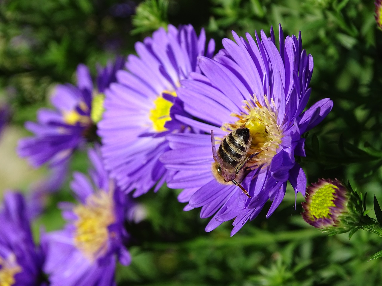 Image - aster herbstaster bee autumn