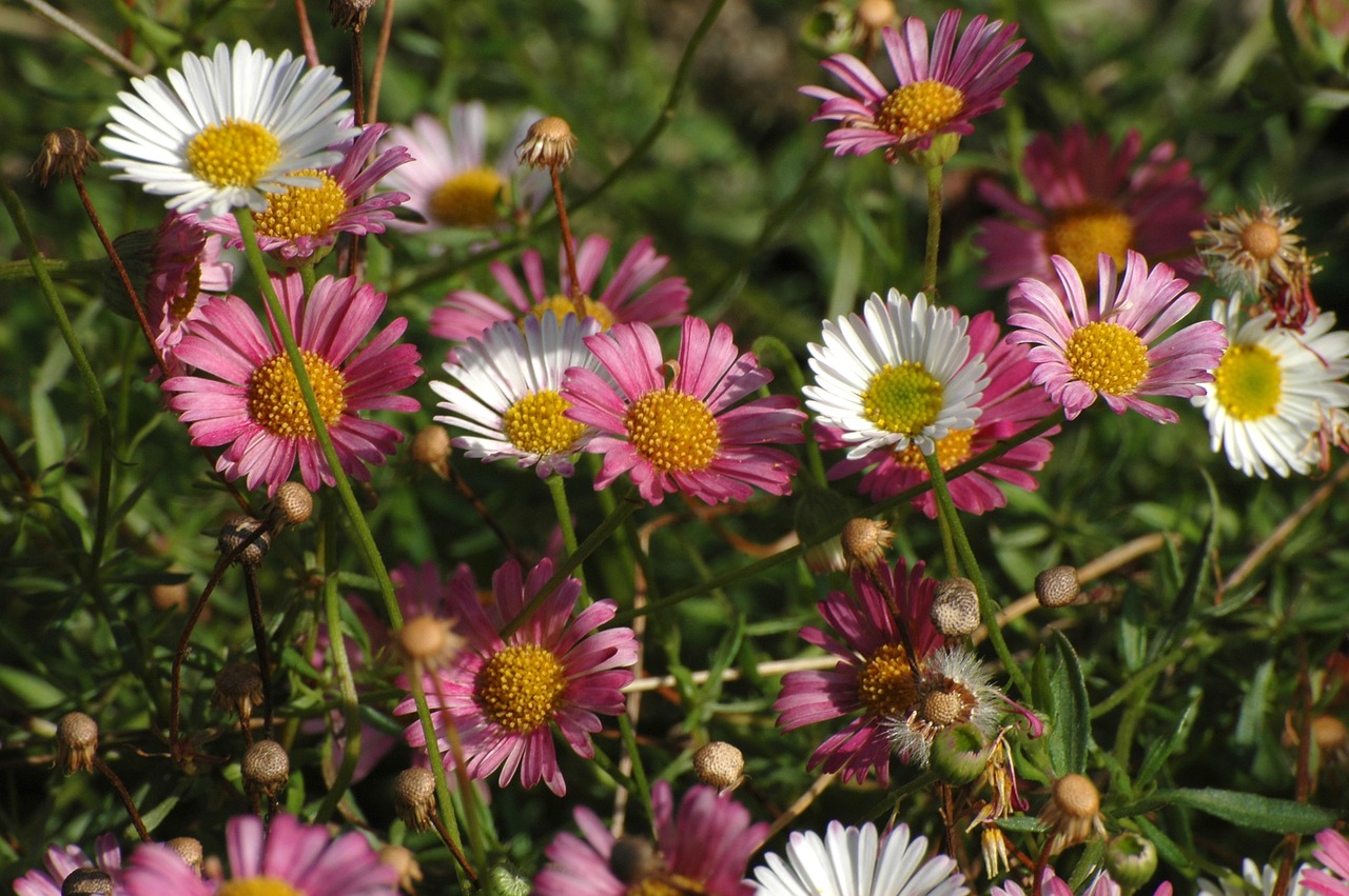 Image - daisy garden meadow white pink