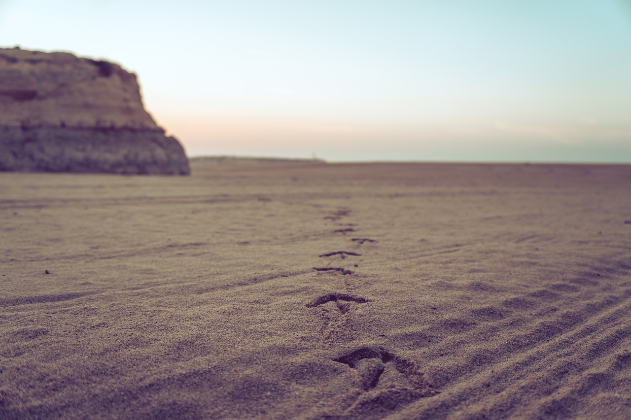 Image - sand sunset seagull footprint