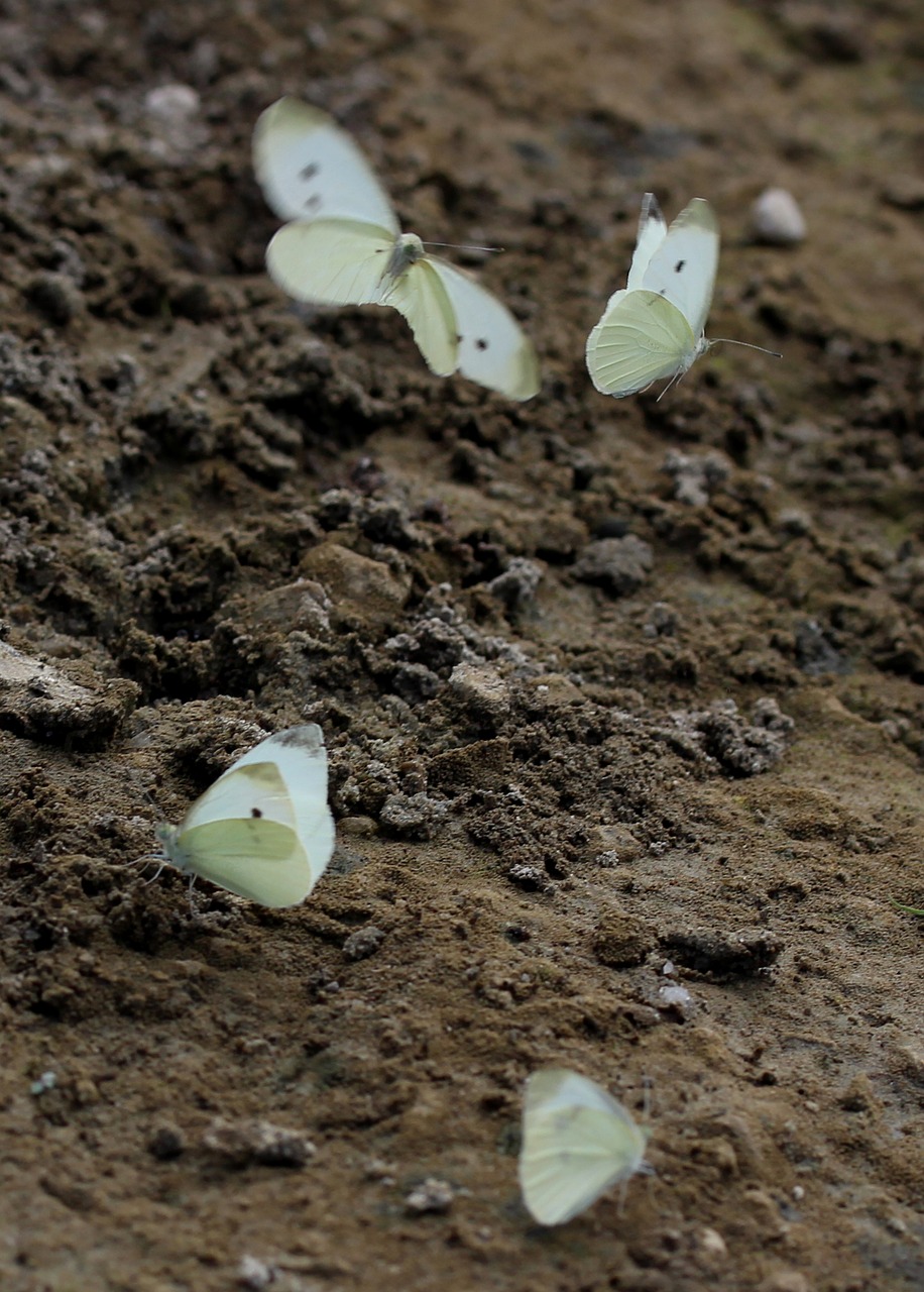 Image - butterfly white roi insecta sand