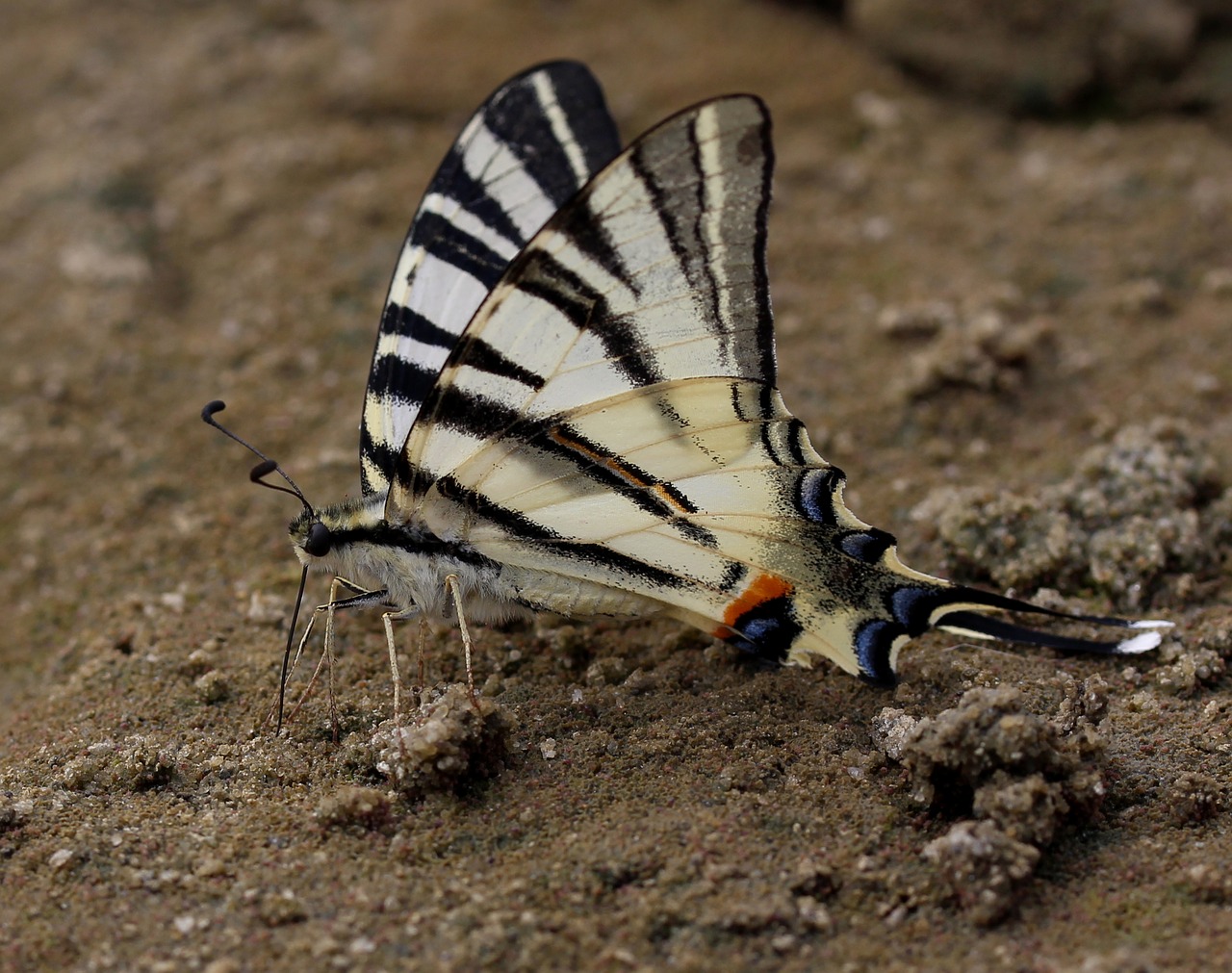 Image - butterfly dovetail insecta nature