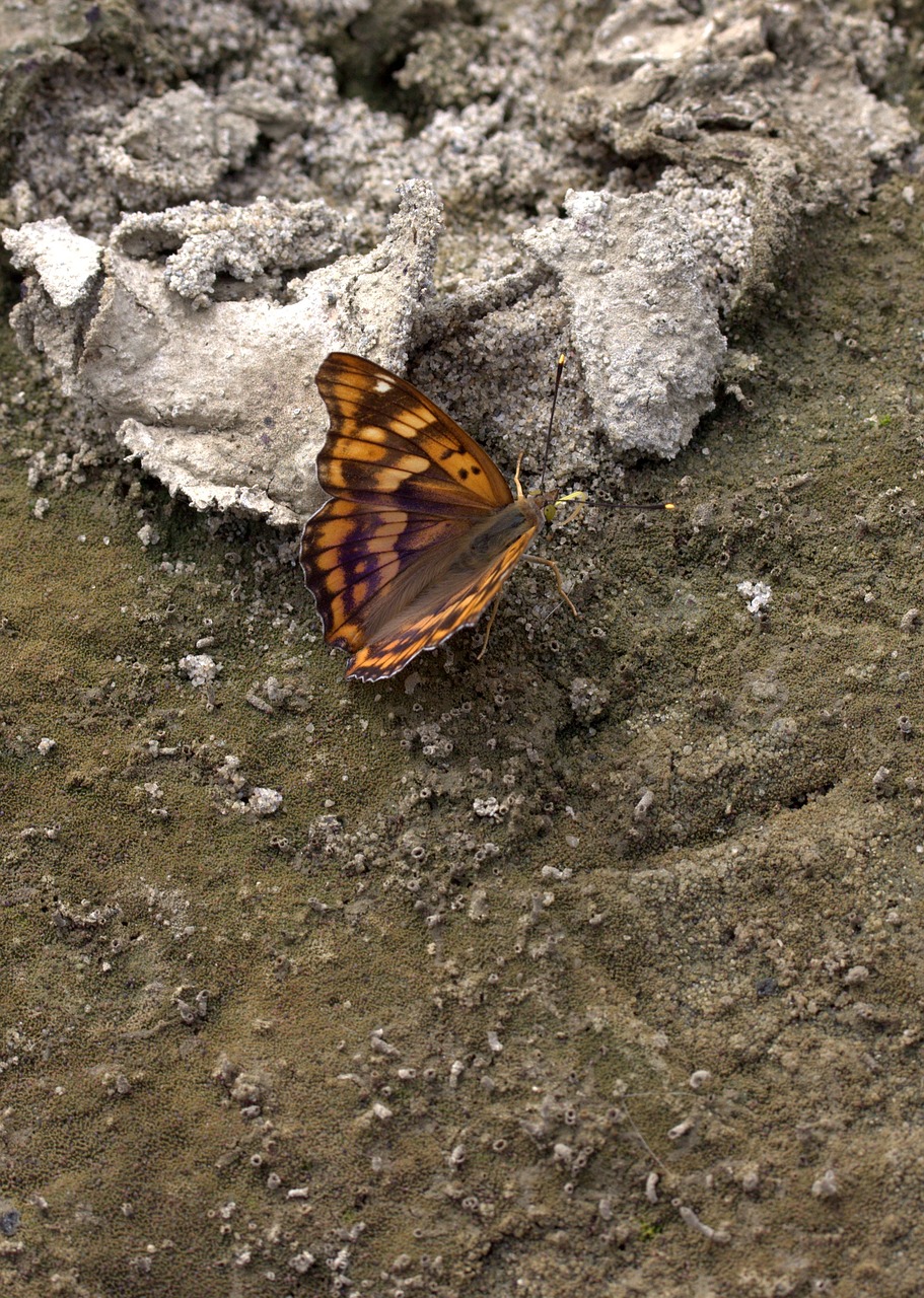 Image - butterfly brown insecta wings