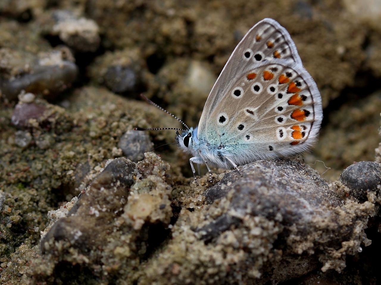Image - butterfly blue insecta wings