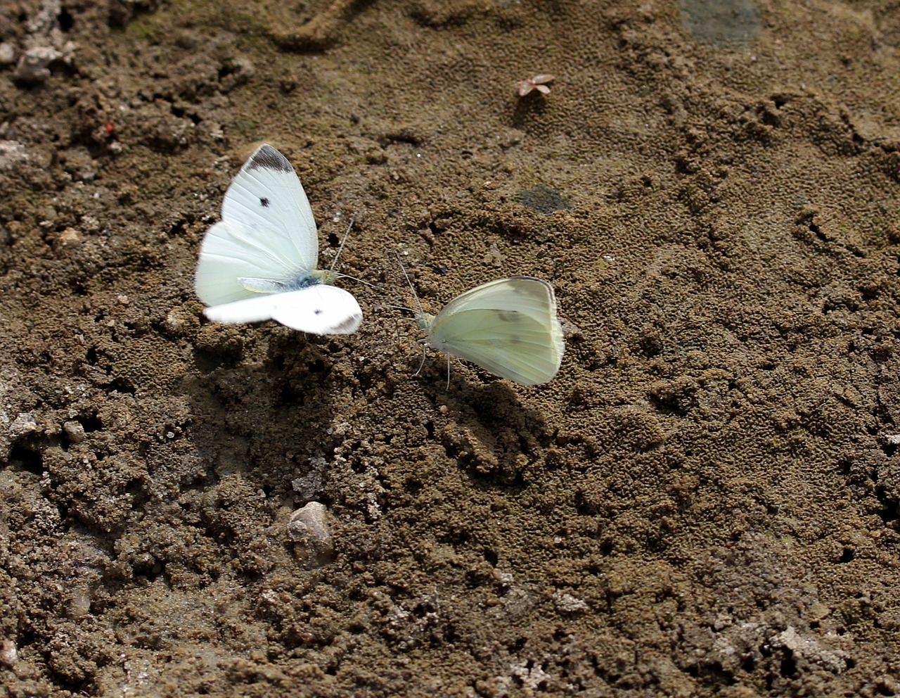 Image - butterfly white roi insecta sand