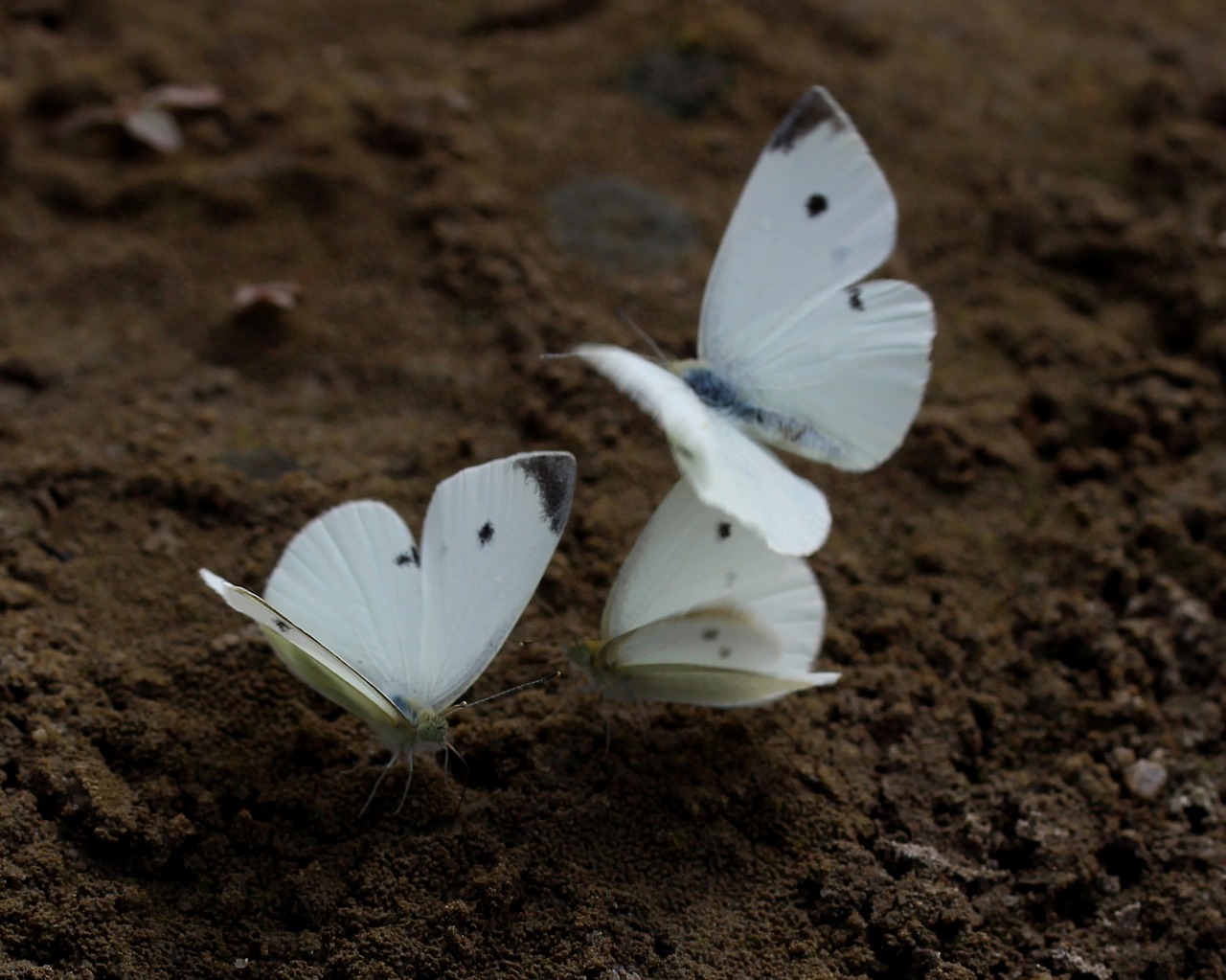 Image - butterfly white roi insecta sand