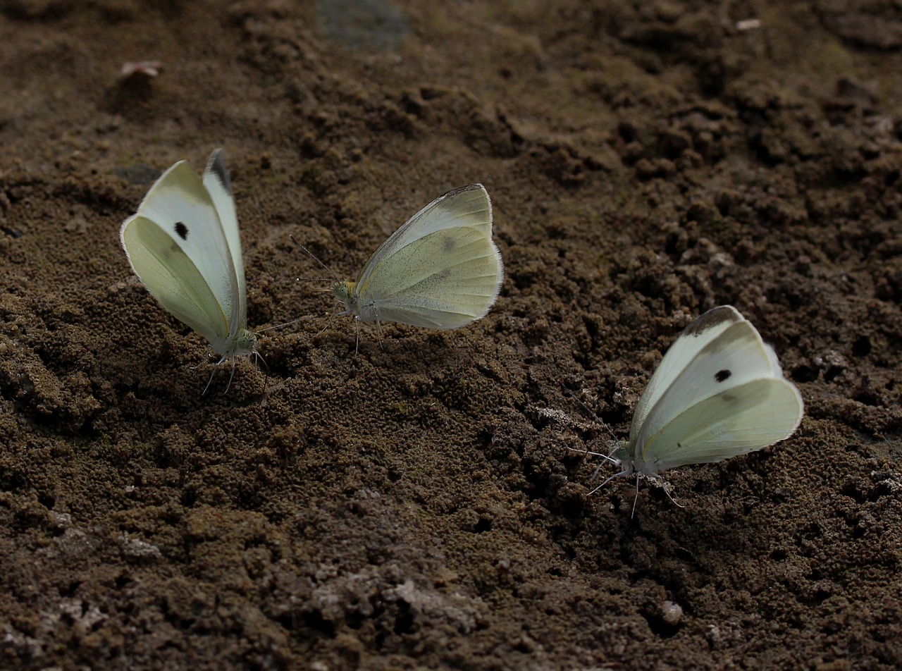 Image - butterfly white roi insecta sand