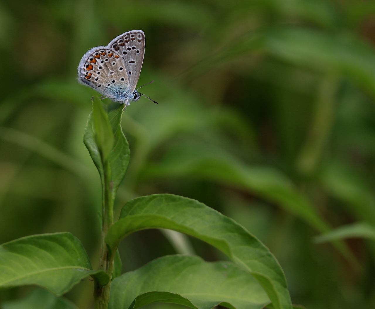 Image - butterfly blue insecta wings