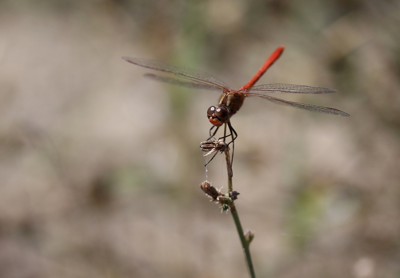 Image - dragonfly red wings insecta