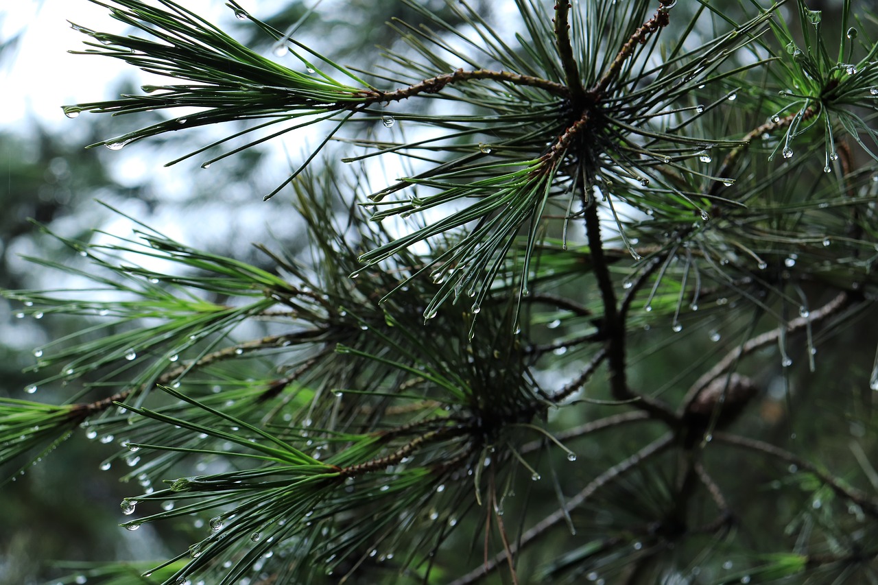 Image - pine tree pinetree pine tree