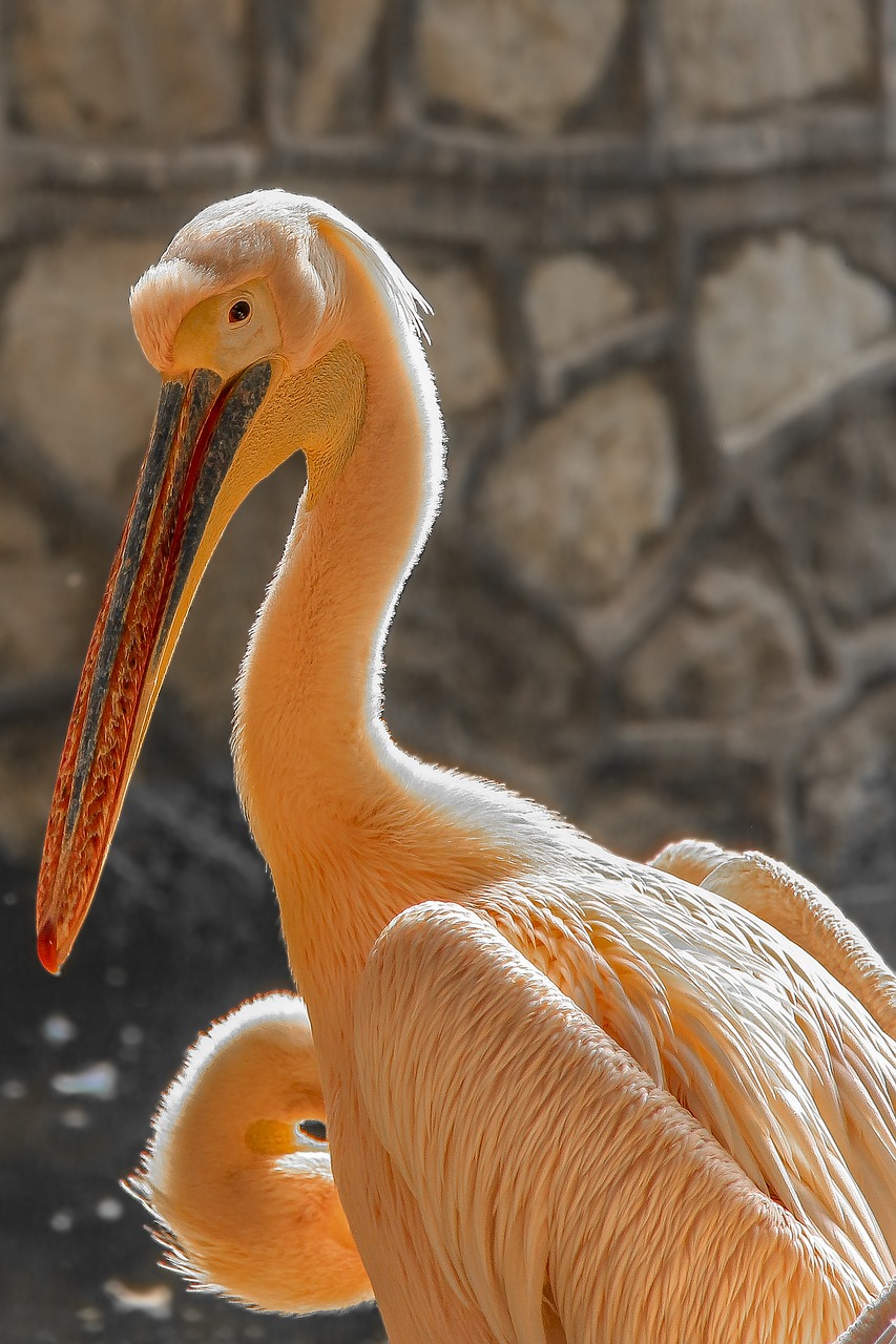 Image - big bird zoo giza egypt holiday
