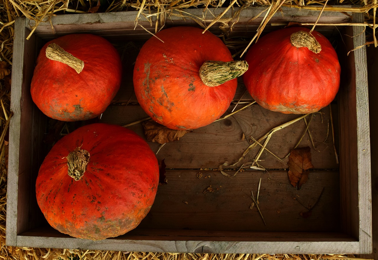 Image - pumpkin hokkaido hokkaido pumpkin