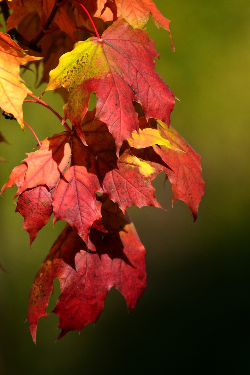 Image - maple leaves autumn maple leaves