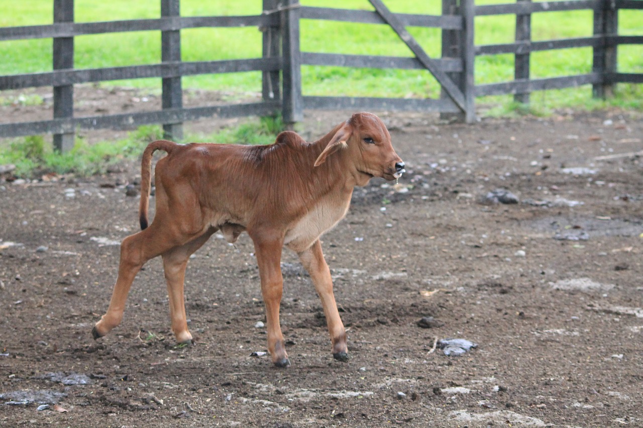 Image - cow calf farm poultry livestock