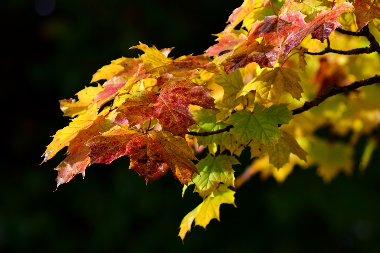 Image - maple leaves autumn maple leaves