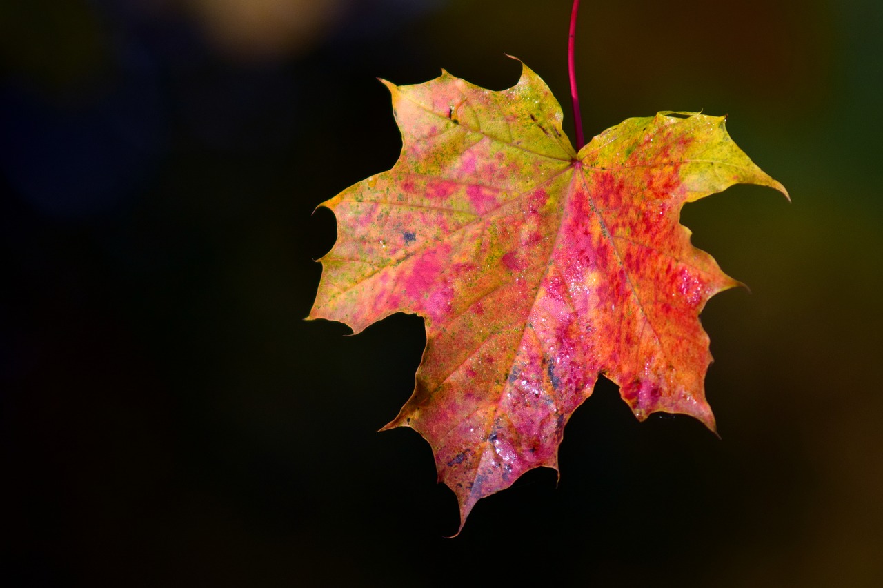 Image - maple leaves autumn maple leaf