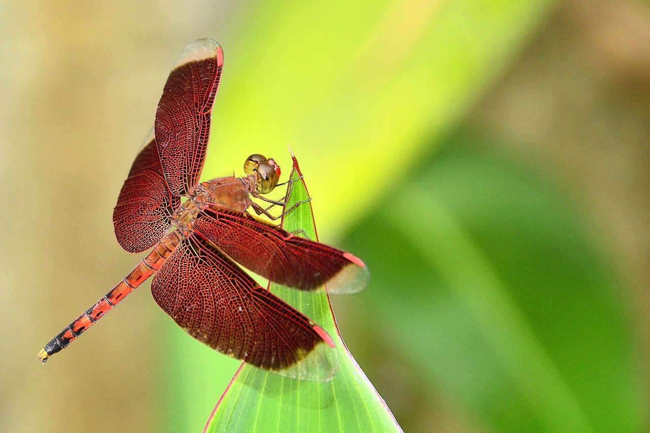 Image - dragonfly insect garden park