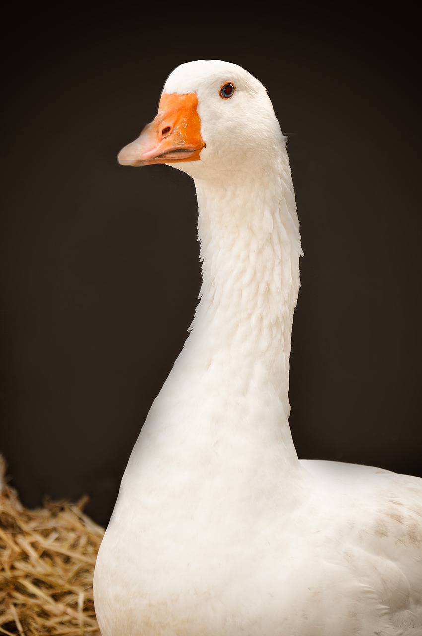 Image - goose poultry water bird bird