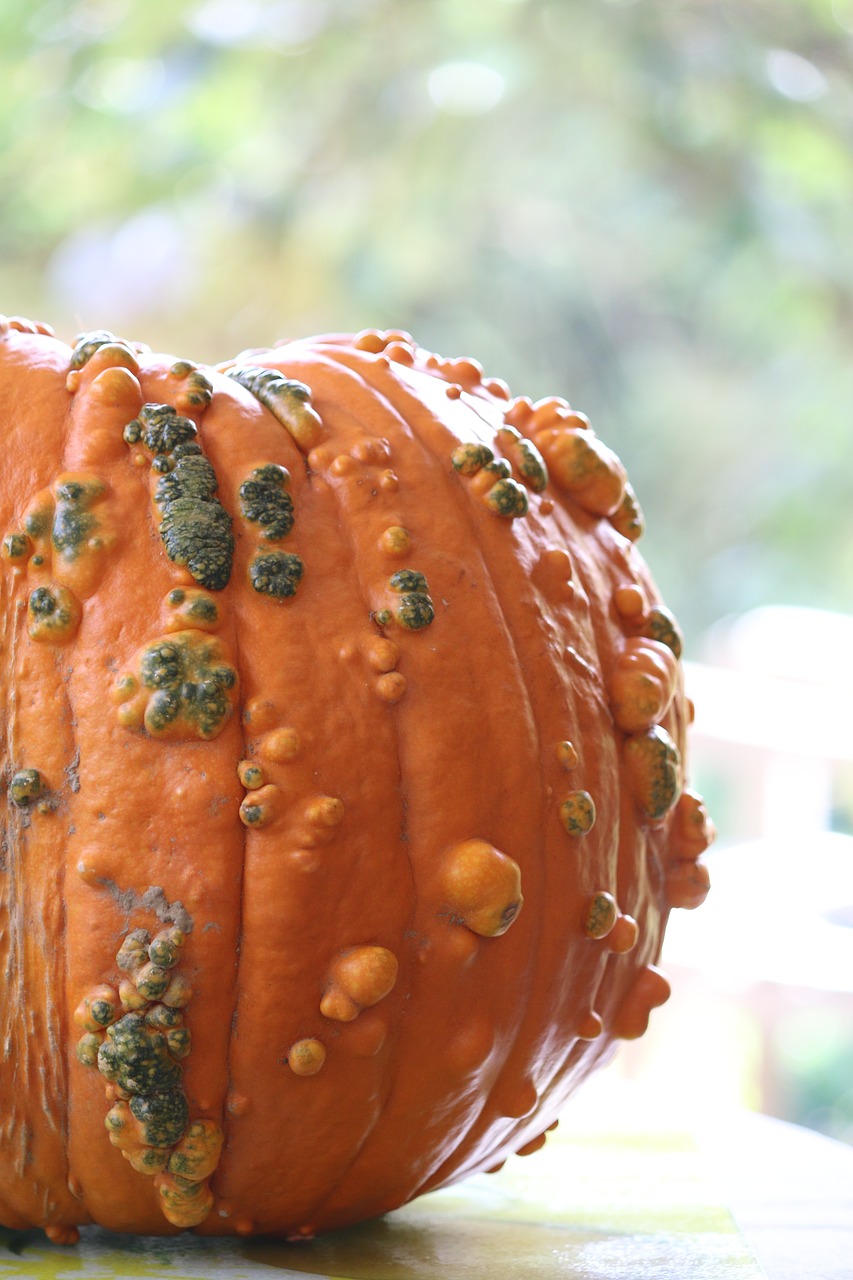 Image - squash vegetable one