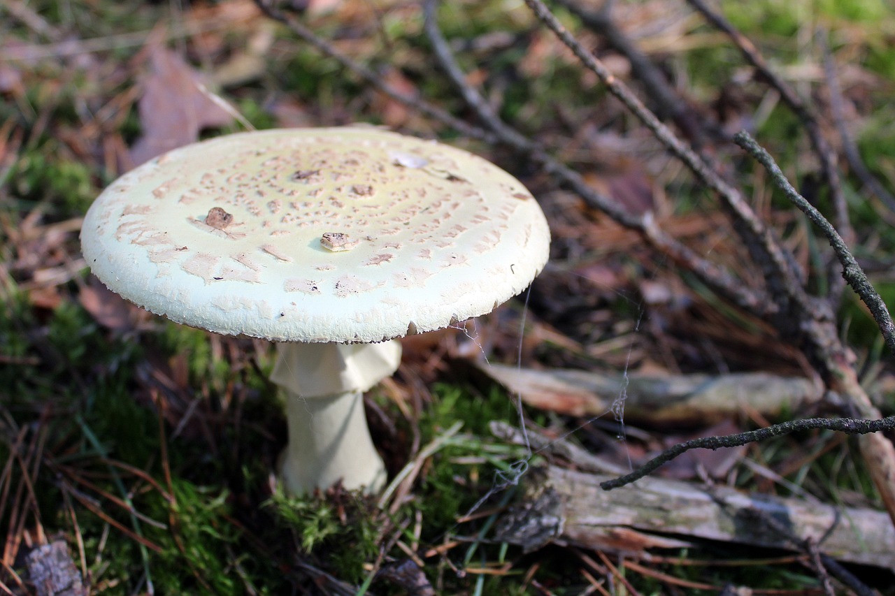 Image - amanita phalloides