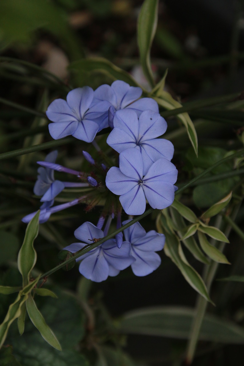 Image - plumbago flower blue flower blue