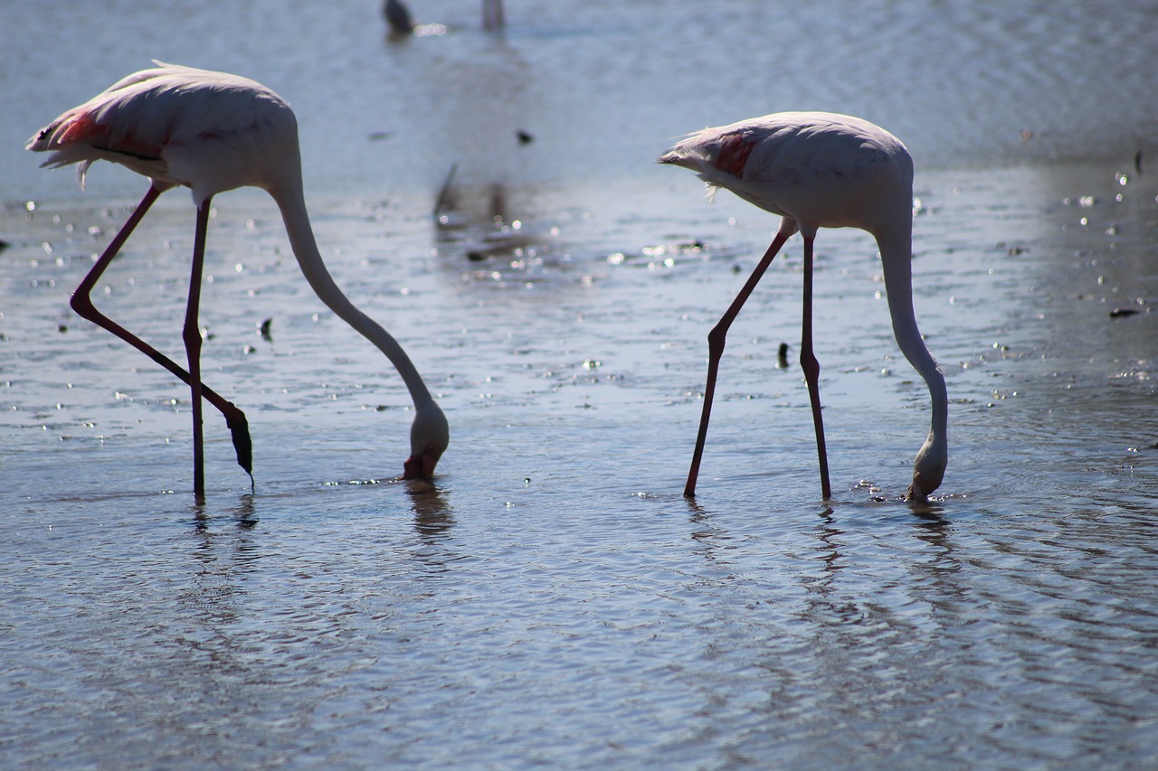 Image - camargue pink flamingo ornithology