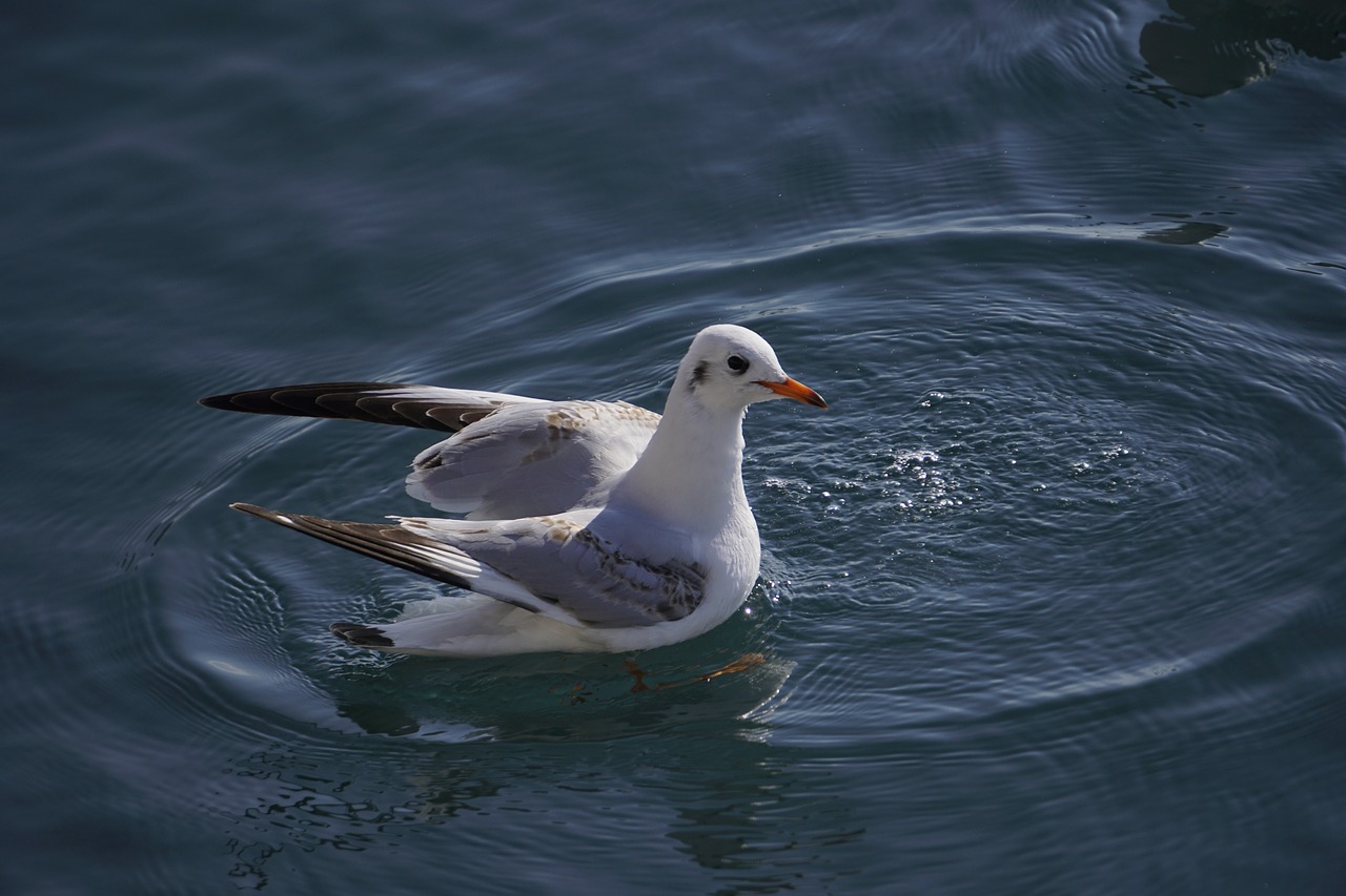 Image - seagull sea calm