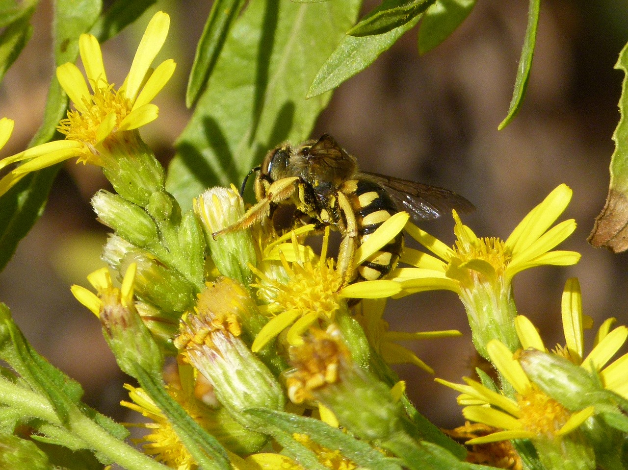 Image - hornet wild flower libar