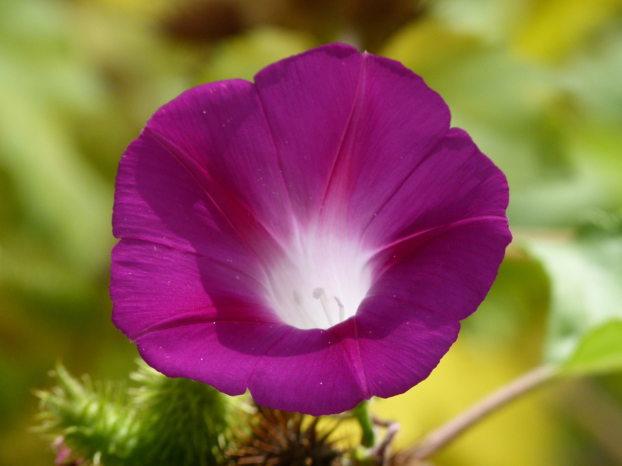 Image - flower bell lilac campanula