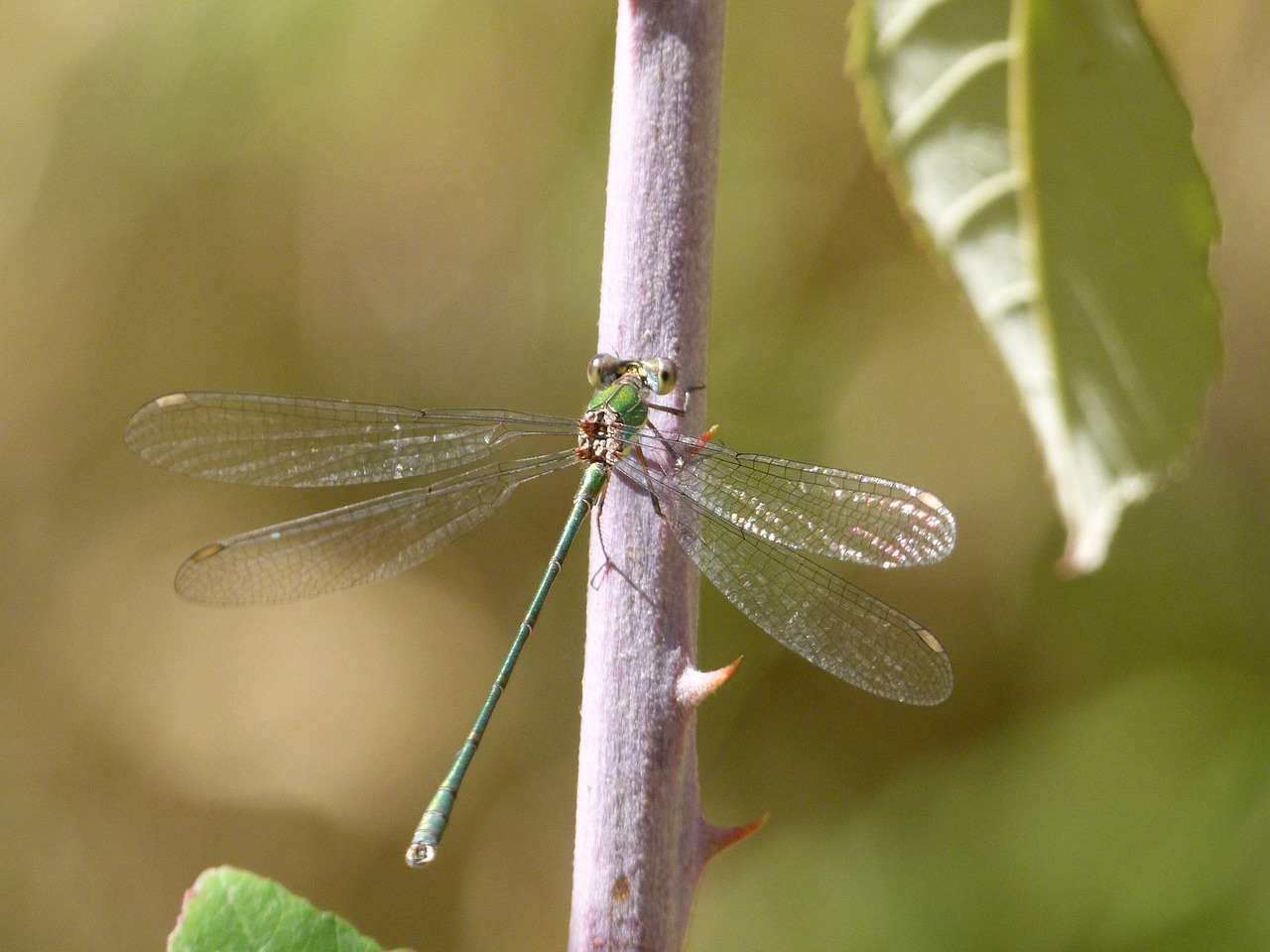 Image - dragonfly green dragonfly shimmering