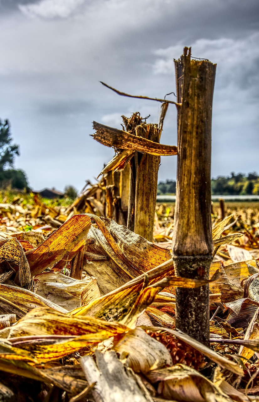 Image - corn cut off harvest harvested