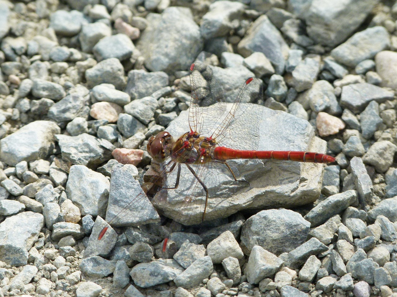 Image - red dragonfly stones winged insect