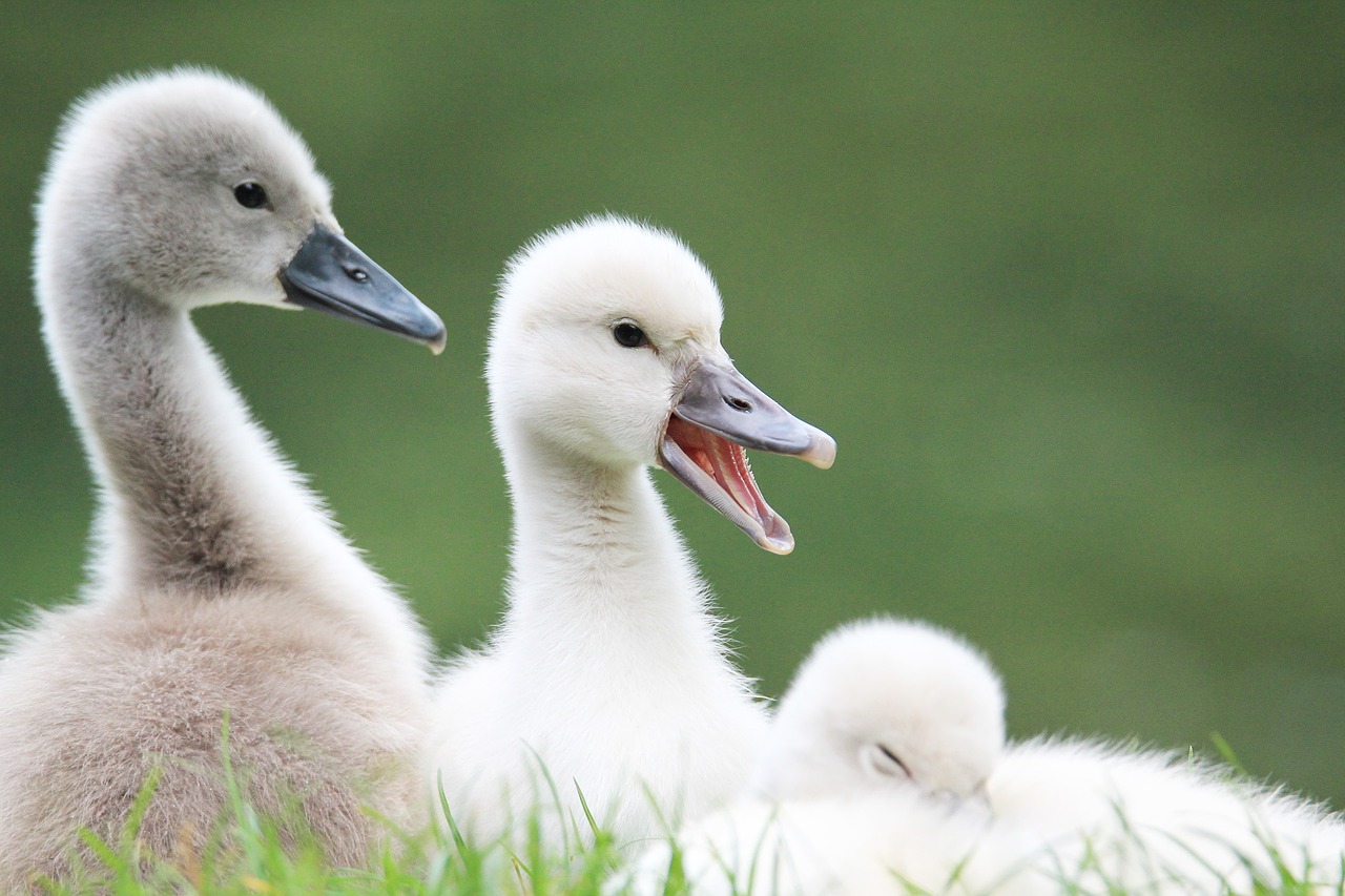 Image - swans baby swan animal lake bird