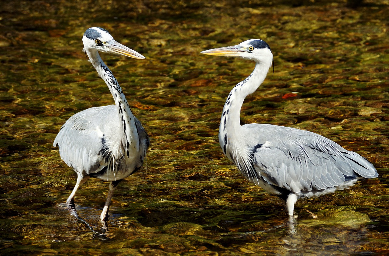 Image - heron bird nature eastern plumage