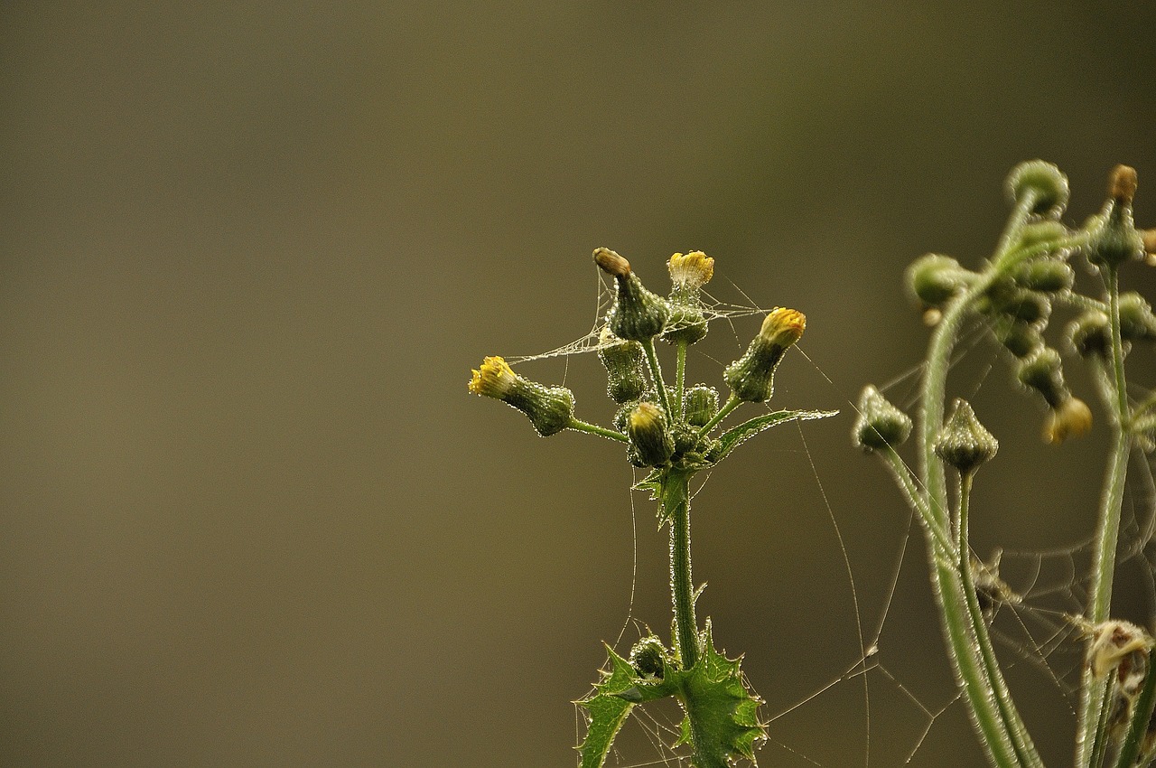 Image - autumn spider webs dew