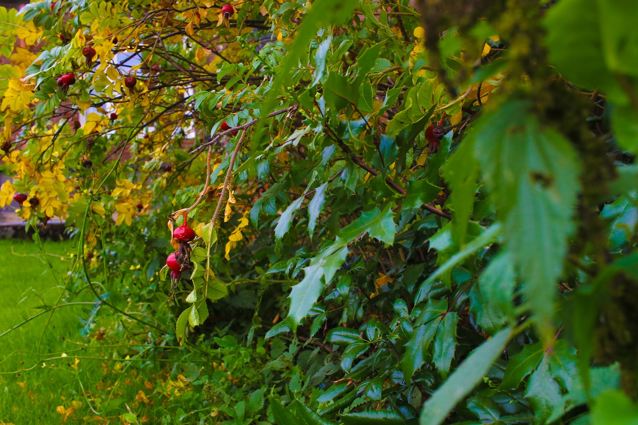 Image - herb autumn leaves fall nature