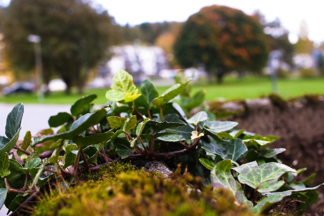 Image - herb autumn leaves fall nature