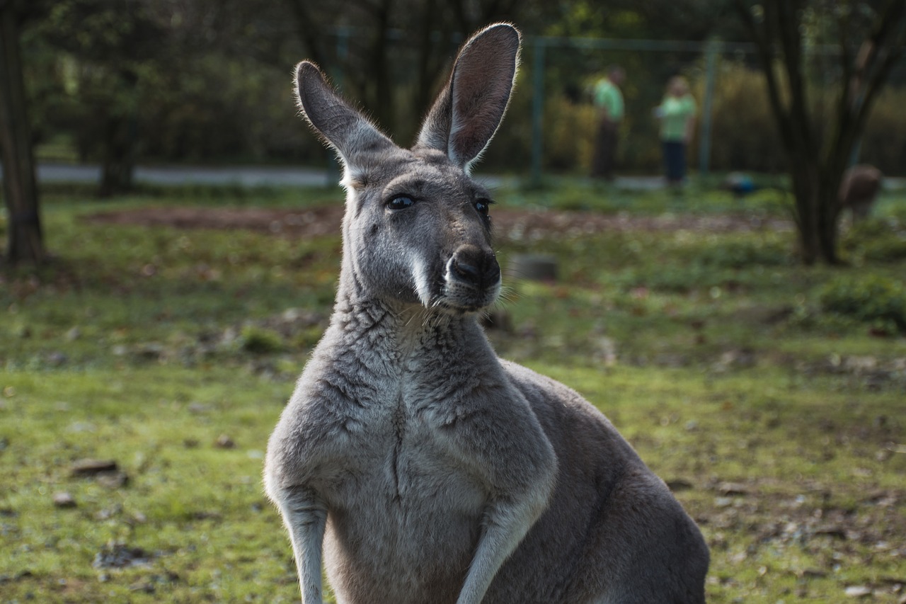 Image - animal kangaroo zoo mammal