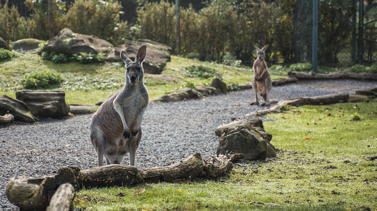 Image - animal kangaroo zoo mammal