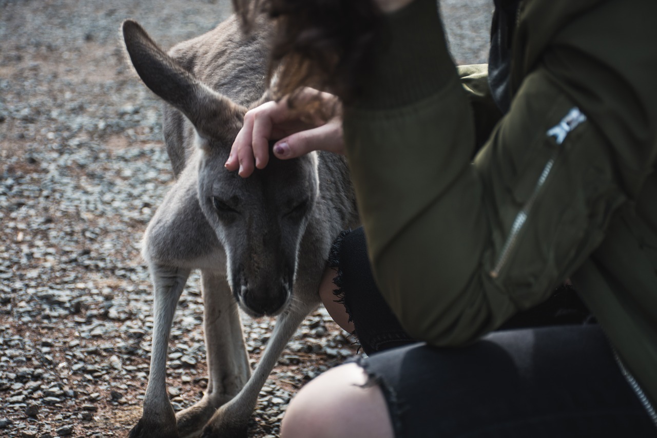 Image - animal kangaroo zoo mammal