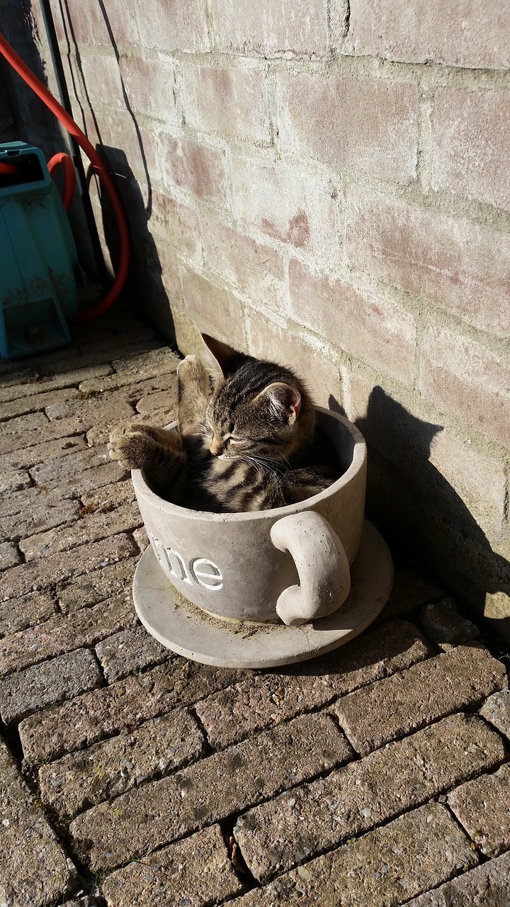 Image - cat cats wall outdoor come pet