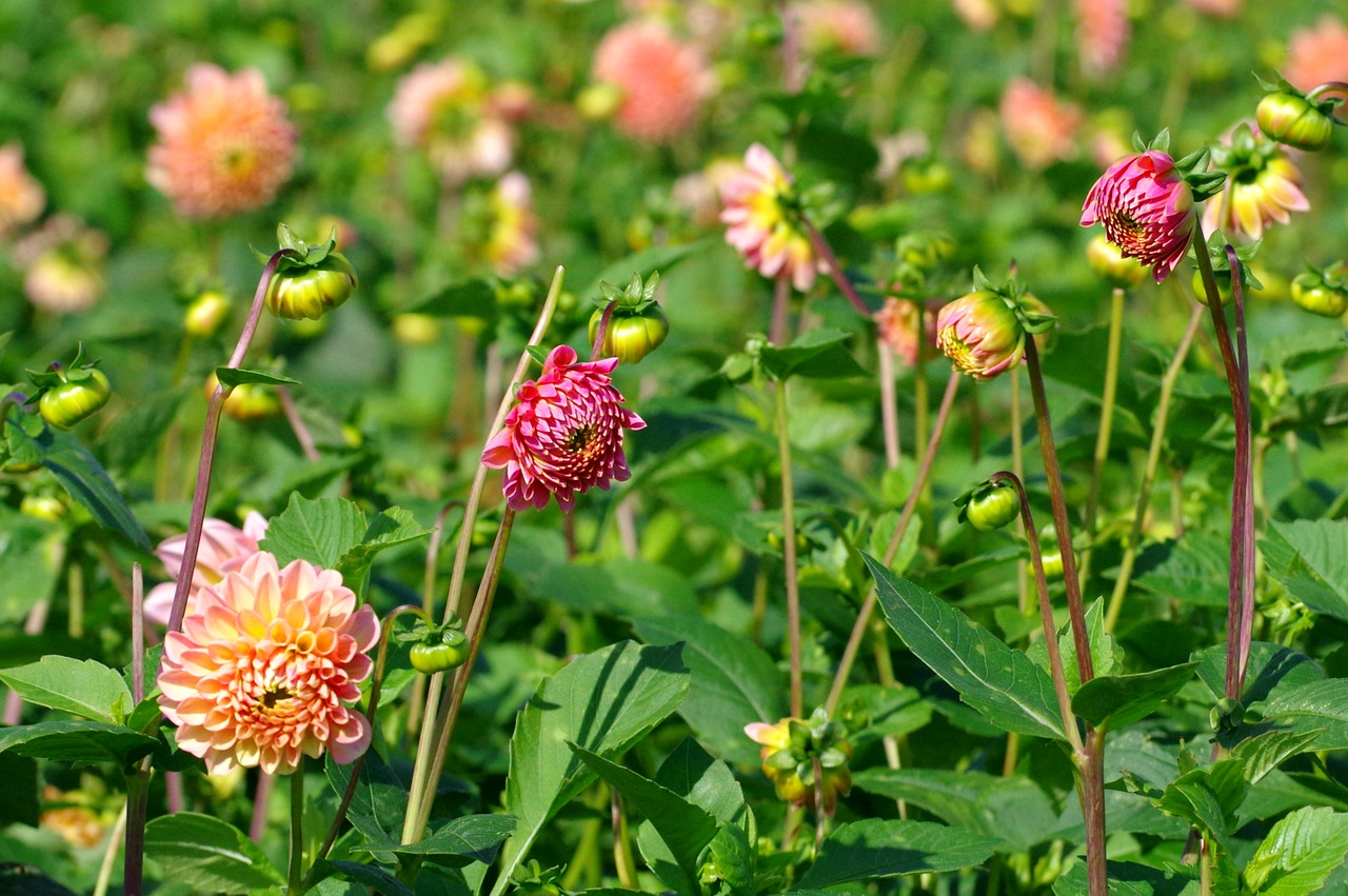 Image - dahlias blossom bloom red dahlia