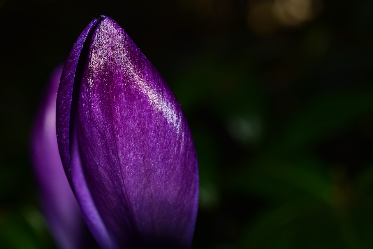 Image - crocus flower spring purple