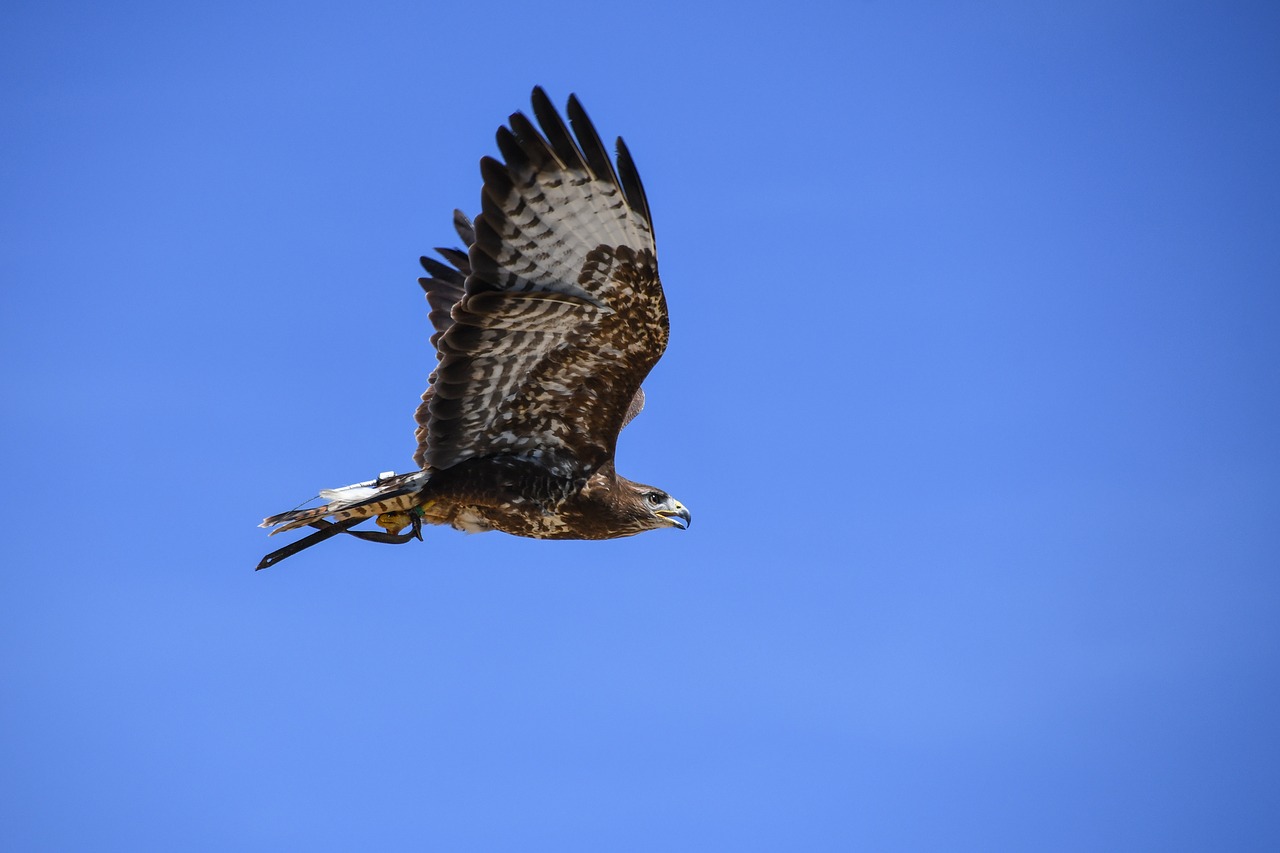 Image - buzzard raptor flight bird sky