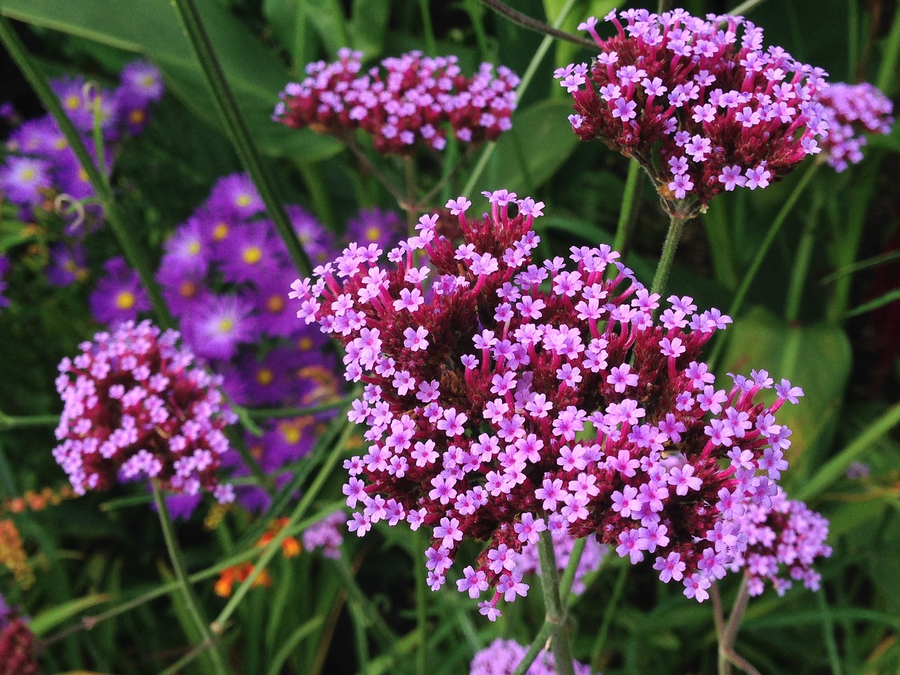 Image - purple flowers tiny verbena garden