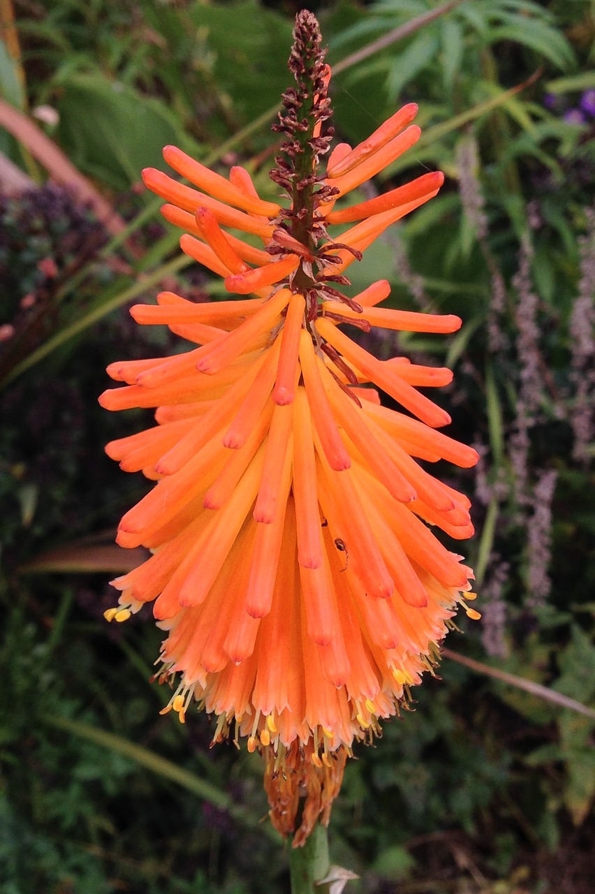 Image - orange spiky flower tropical